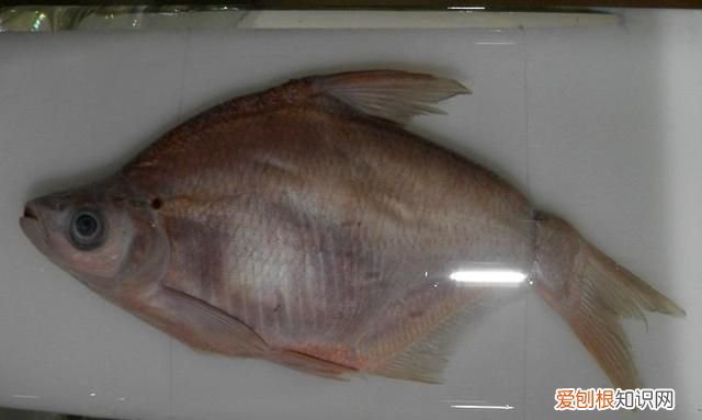 黑龙江名鱼简介:三花五罗十八子七十二杂鱼