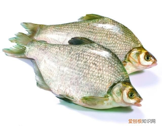 黑龙江名鱼简介:三花五罗十八子七十二杂鱼