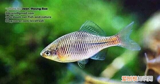 黑龙江名鱼简介:三花五罗十八子七十二杂鱼