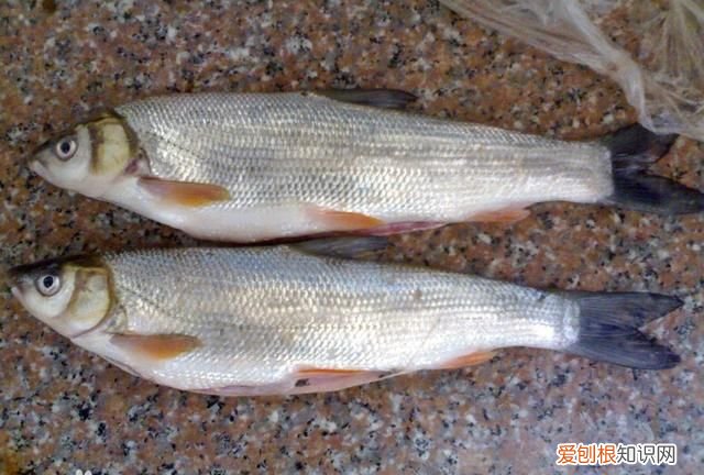 黑龙江名鱼简介:三花五罗十八子七十二杂鱼