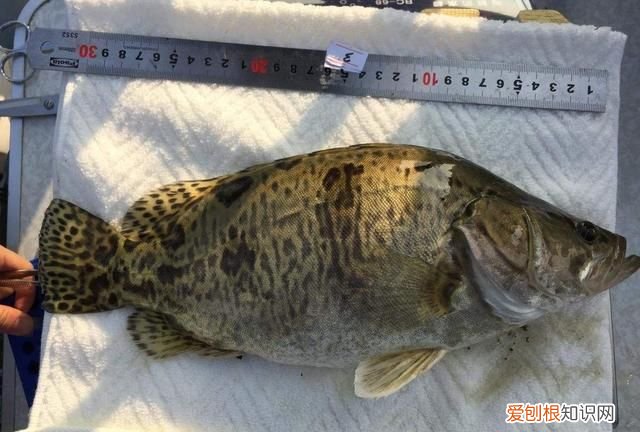 黑龙江名鱼简介:三花五罗十八子七十二杂鱼