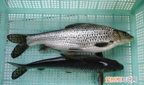 黑龙江名鱼简介:三花五罗十八子七十二杂鱼