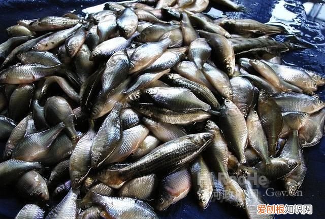 黑龙江名鱼简介:三花五罗十八子七十二杂鱼