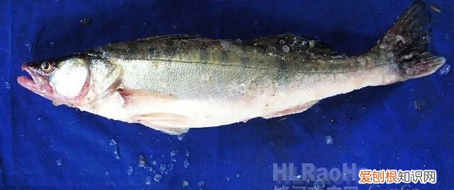 黑龙江名鱼简介:三花五罗十八子七十二杂鱼