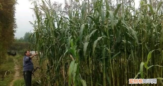 纯高粱拉丝糖水果味的 高粱杆能吃的那种叫什么名字