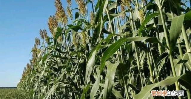 纯高粱拉丝糖水果味的 高粱杆能吃的那种叫什么名字