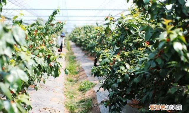 纯高粱拉丝糖水果味的 高粱杆能吃的那种叫什么名字