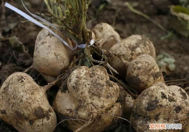 凉瓜生长过程,凉瓜图片及营养