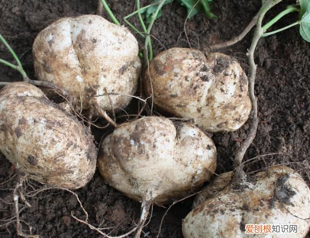 凉瓜生长过程,凉瓜图片及营养