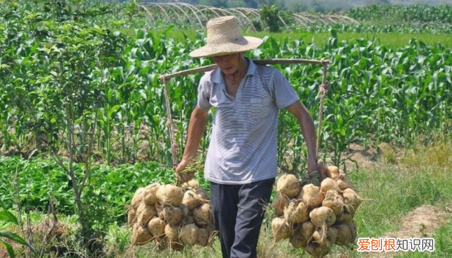 凉瓜生长过程,凉瓜图片及营养