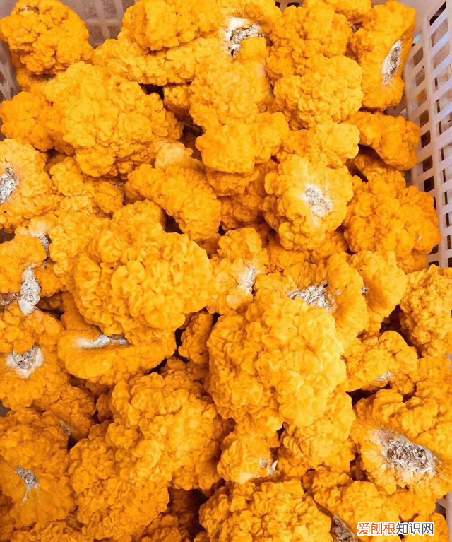 银耳跟金耳的区别是什么