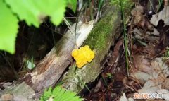 银耳跟金耳的区别是什么