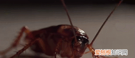 顽强的蟑螂真的能在核爆中幸存下来吗