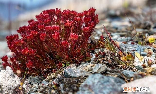 脾胃虚弱中医辨证治疗 脾胃虚弱正气不足用什么中药方