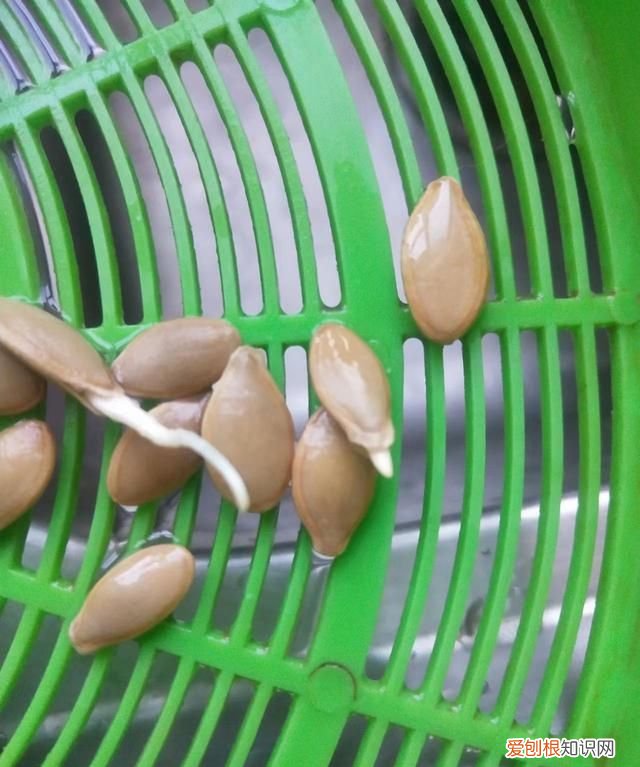 蔬菜种子催芽方法,小颗粒种子怎样在豆芽机催芽