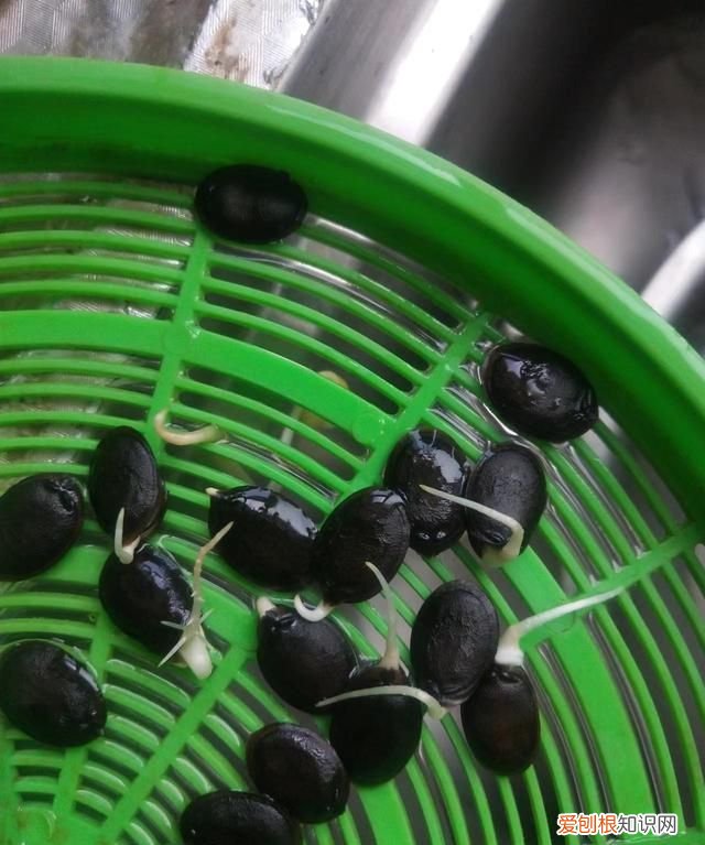 蔬菜种子催芽方法,小颗粒种子怎样在豆芽机催芽