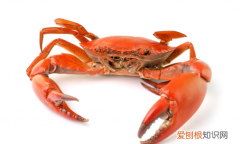 螃蟹放在水里能活多长时间,刚买来活的螃蟹放在水里能活几天