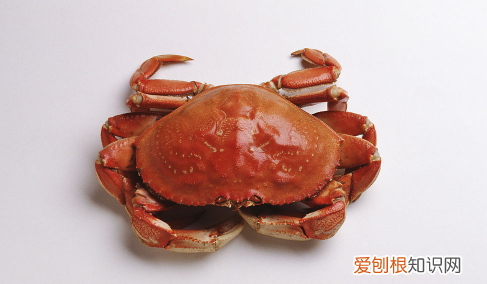 螃蟹放在水里能活多长时间,刚买来活的螃蟹放在水里能活几天