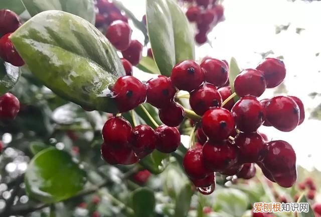 冬日红果图片 深秋的红果图片