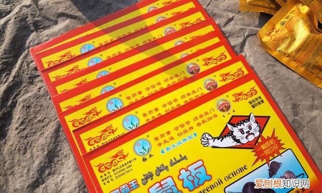 院子里有老鼠怎么办能除根,家里有老鼠怎么灭鼠最快的方法