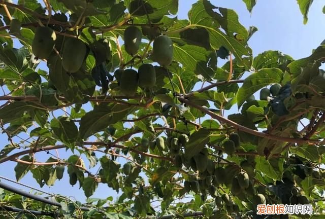 舌尖上的美味猕猴桃中的佳品