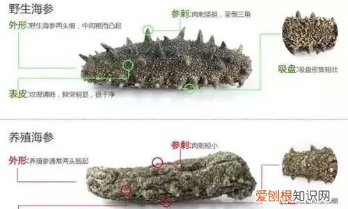 野生海参跟养殖海参有什么区别 野生海参和养殖海参怎么区别呢