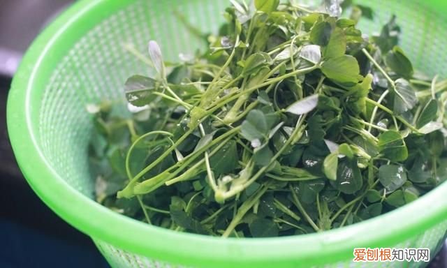 春天不吃这菜太亏了又香又嫩