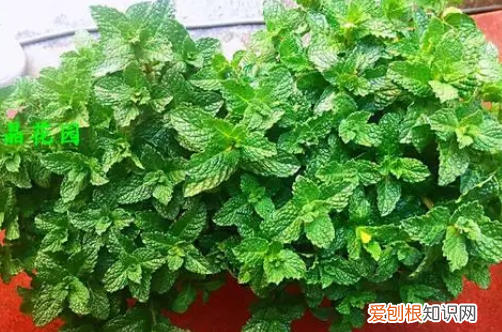 盆栽薄荷能吃，有谁知道如何种植盆栽薄荷的方法