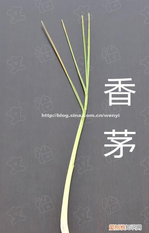 蟹天蟹地怎么样,蟹天蟹地白蟹上市