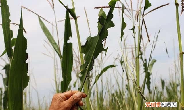 玉米食叶害虫的防治方法 玉米叶片被虫吃了是什么虫