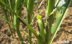 玉米食叶害虫的防治方法 玉米叶片被虫吃了是什么虫