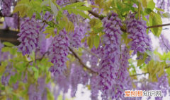 费县紫藤山庄几月开花，费县紫藤山庄在哪里啊