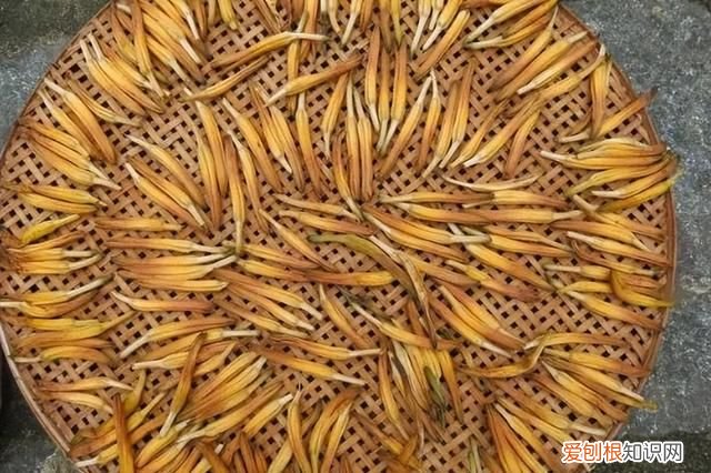 6种毒性冷门的农作物 农村常见的5种含毒农作物