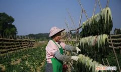 6种毒性冷门的农作物 农村常见的5种含毒农作物