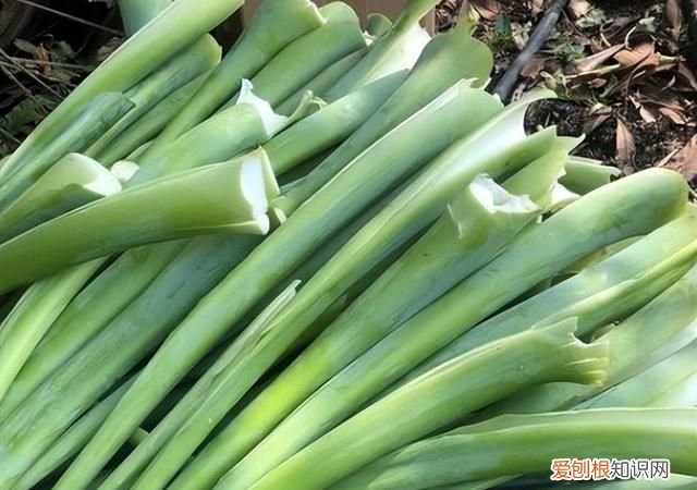 6种毒性冷门的农作物 农村常见的5种含毒农作物