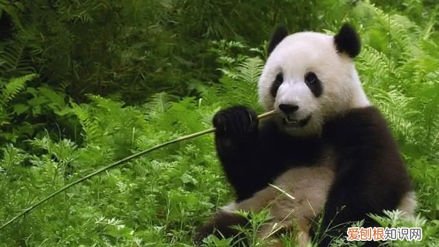 中国世界自然遗产最多的地区西南