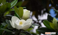 玉兰什么季节移栽好，广玉兰树什么时候落叶
