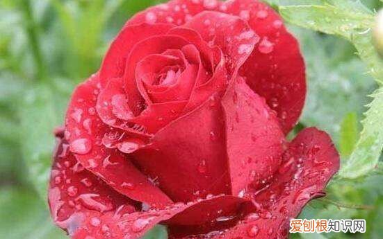 玫瑰花怎么修剪才茂盛，玫瑰花怎样修剪才会开花