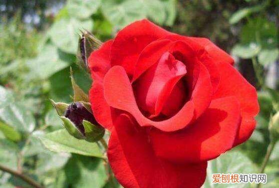 玫瑰花怎么修剪才茂盛，玫瑰花怎样修剪才会开花