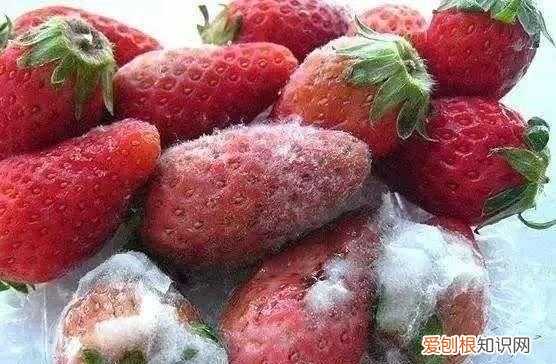 发霉的食物怎么防止中毒 禁食发霉食物,谨防中毒的措施
