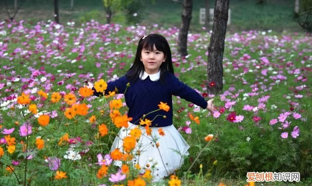 生活在花海中的蜂鸟 唐山花海蜂鸟