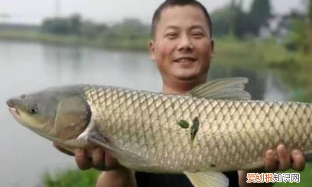 草鱼浮钓好,还是底钓好