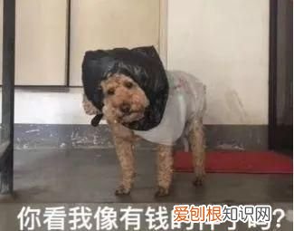 科普关于垃圾分类你了解多少