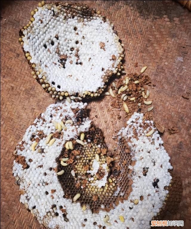 舌尖上的蜂蛹得来不易的美味