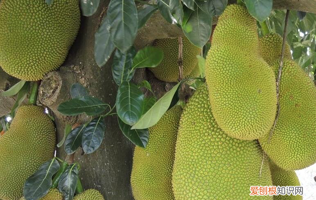 菠萝蜜怎么做好吃法大全,你知道菠萝蜜怎么吃才最好吃吗