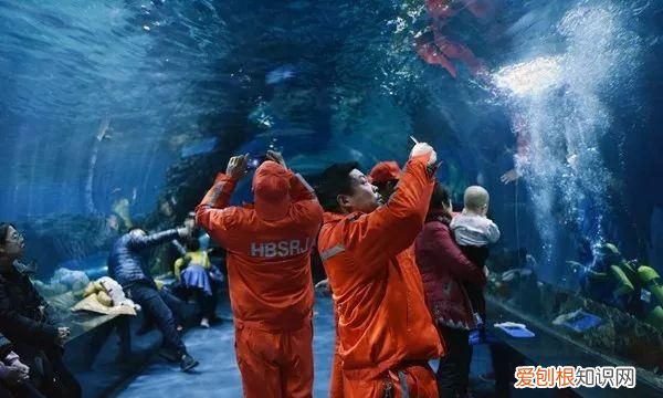三百余名环卫工人免费畅游海洋馆