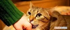 一直不出门的猫会有狂犬病
