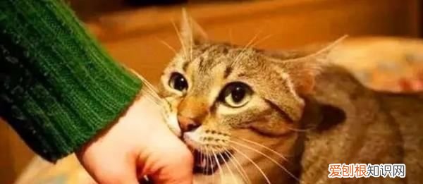 一直不出门的猫会有狂犬病