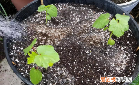 秋葵种子怎么催芽与种植