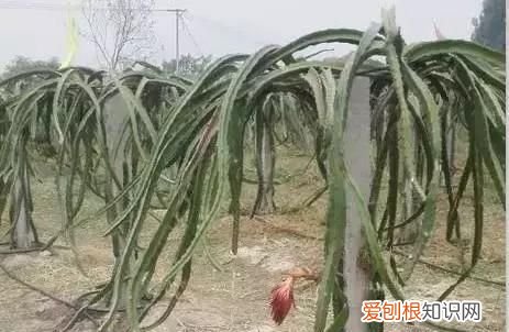 滴灌施肥到底有什么好处?怎么使用才正确呢